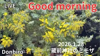 [出勤ライブ]スカイツリーから、浅草寺、蔵前神社まで歩く✨[Work Live] Walk from Skytree to Sensoji Temple and Kuramae Shrine✨