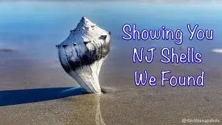 Showing You NJ Shells We Found