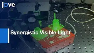 Synergistic Visible Light and Gentamycin Effect on Microorganisms | Protocol Preview