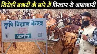 #kvkajmerrajasthan #goatfarming सिरोही बकरी के बारे में विस्तार &zwnj;से जानकारी ।details of Sirohi goat