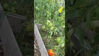 #AllotmentLife #ukallotment #tomatoes #🍅🍅😜😜 #alottment #allotmentuk #garden #allotmentlife #tomato