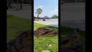 Ball Python at Mermaid Roundabout 🧜&zwj;♀️