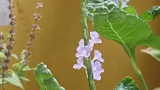 Blue Snake Weed 4 flower stems in 4 days