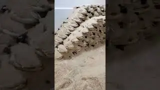 Как правильно солить хамон 🐖