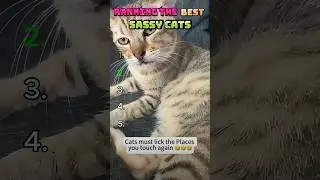Top 5 Sassy Cat Moments Revealed!