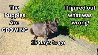 French Bulldog - Pregnancy 15 Day Countdown Update