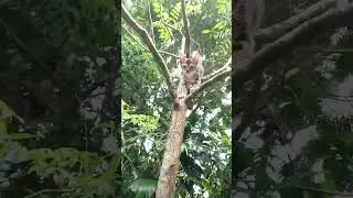puusa.