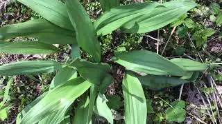 Wood Nettle is awake💚 (the thumbnail showed Ramps).