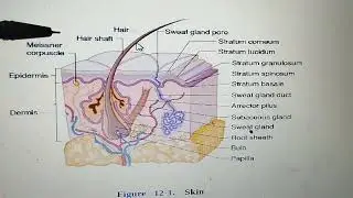 Revising Derma from Kaplan Step 2!(in Urdu)