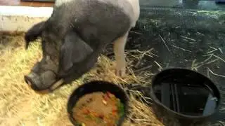 Raw: 730 lbs pig with cancer being treated at Cornell University