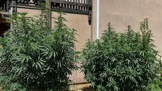 Mendocino purple/Hashplant update outdoor grow Northern California organic medical garden 
