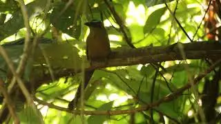 Lesson's Motmot