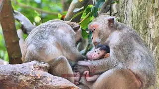 Oh Just to see Gladdis Mom accepted Javi adorable Baby to hugs with Glorian | BBC Natural Animals