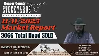 Еженедельный отчёт о рынке крупного рогатого скота &ndash; Beaver County Stockyards &ndash; 11.11.2025