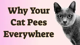 🐾Why Your Cat Pees Everywhere
