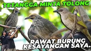 BURUNG CUCAK BAYEM DARI TETANGGA BANYAK KEMBARANNYA DI AVIARY..!