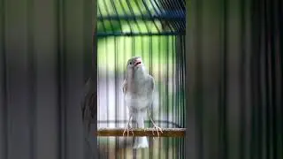 Pancingan kenari ngerol panjang  #canarysinging