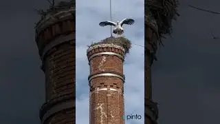 ROMANCE ALADO SOBRE LA CHIMENEA DE LA COLONIAL