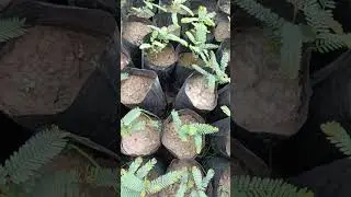 Amla ki nursery| #Amla nursery