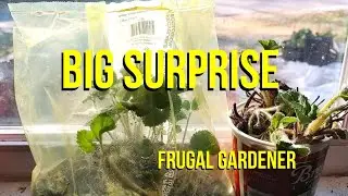 The Frugal Garden: Strawberry Spring Surprises | #containergardening #growyourownfood #frugal