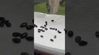 Don&rsquo;t throw out your watermelon seeds!! 📣