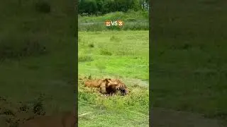 Лев НАПАЛ НА ТИГРА / Кто по-вашему сильнее? #lion #tiger #fight  #лев #схватка