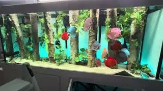1 Year Full Discus Tank Cleaning #shiffsdiscus #aquarium #discusfish #fishkeeping 