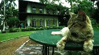 Ernest Hemingway&rsquo;s Six-Toed Cats Come Out Of Hurricane Irma Without a Scratch | Southern Living