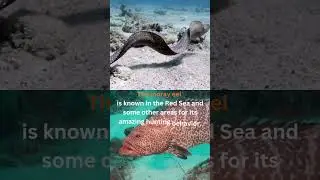 Dangerous Moray Eel diving mentor hurghada