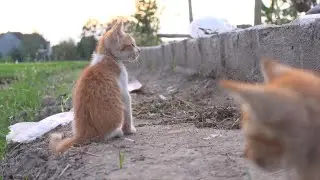 VOTV - Consells veterinaris: gatets abandonats