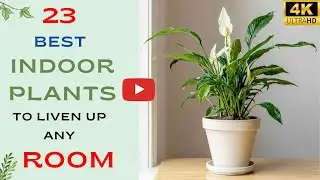 23 Best Indoor Plants to Liven Up Any Room | Easy to Grow Indoor Plants