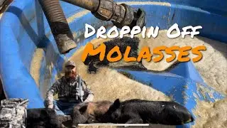 Droppin Off Molasses (Pig Hunt )