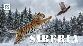 Дикая природа Сибири | Секреты выживания в заснеженной глуши | Полный документальный фильм