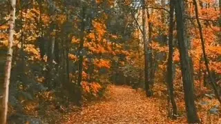 FOREST|BACKGROUND VIDEO|#shorts #forest