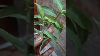 Izinyawo nokunye okuningi