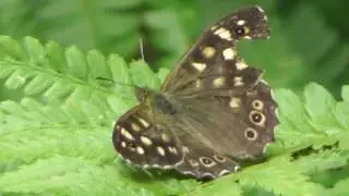 wildlife Speckled Wood butterfly  Cambridge UK 4jul17 415p