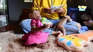 Monkey Jessi does smoothly drink milk by her own