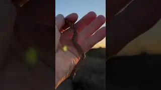 San Diego Nightsnake
