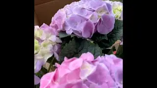 Repotting My Mothers Hydrangea 2025