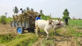 Bullock Cart Ride | Bullock cart race