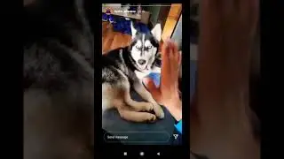 Hydra Bagheera Playing with Hydra Member's 🥰Husky Dog Playing#husky#hydrabagheera