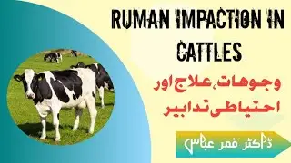 causes, treatment and prevention of impaction of rumen in cattle