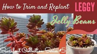 How to Trim Replant and Propagate Leggy Jelly Bean Succulents | Succulent Collection Series7 #shorts