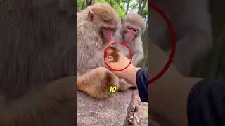 Mother Monkey Protects It's Baby #shorts #animals #monkey #pets #pet
