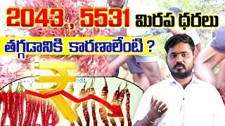 2043, 5531 మిరప ధరలు తగ్గడానికి కారణాలేంటి #chilli #market #todayrate #byadigi #prices #todayprice