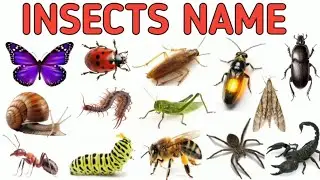 Insect Names in English | Educational Video for Kids Learn About Insects | Bug Names for Kids #bug