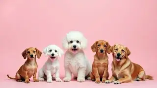 Different dog breeds explained: Find your perfect match!