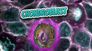 Chondroblast (Everything Human Cells) 💬👁️🕺🔎✅