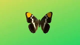 green screen butterfly |green screen butterfly effect #copyrightfree