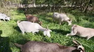 Opening up the back corner of Mary's property for the goats and cows to graze 11-3-25